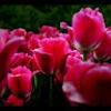 nourm290